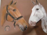 /album/chevaux/photo-643-jpg/